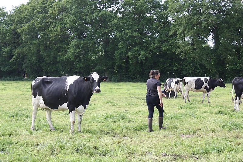 Femme au milieu d'un troupeau de vaches au champ